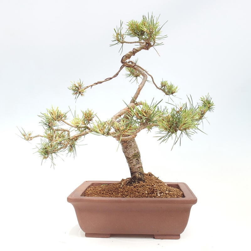 Outdoor bonsai - Pinus Sylvestris - sosna zwyczajna