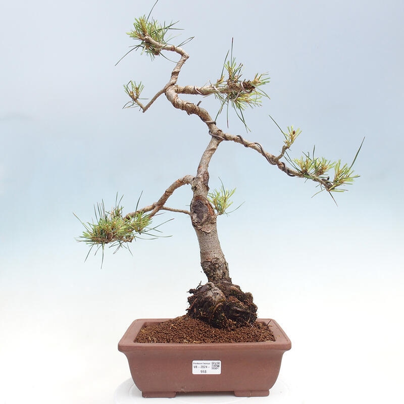 Outdoor bonsai - Pinus Sylvestris - sosna zwyczajna