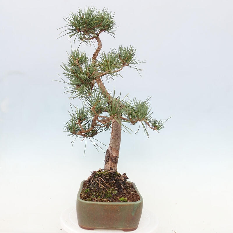 Outdoor bonsai - Pinus Sylvestris - sosna zwyczajna