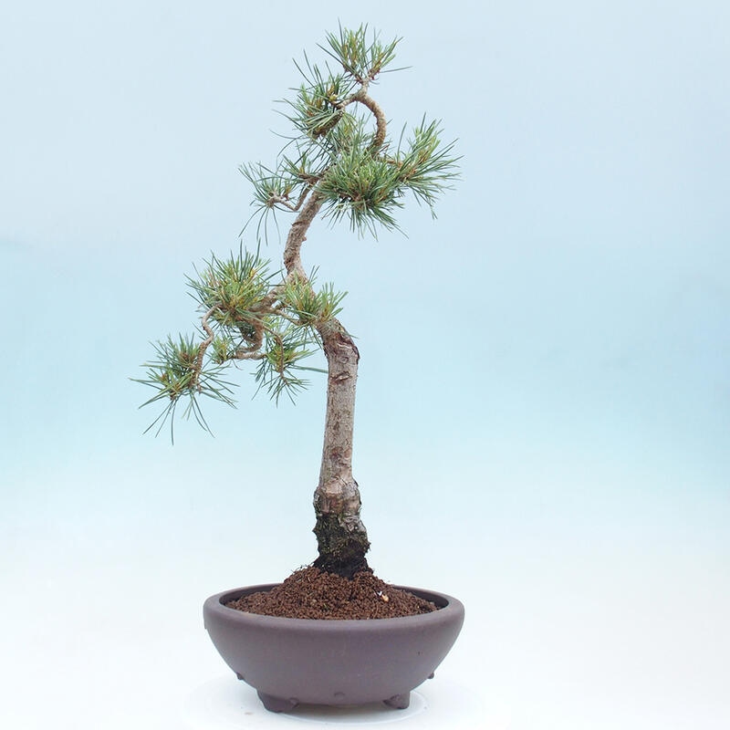 Outdoor bonsai - Pinus Sylvestris - sosna zwyczajna