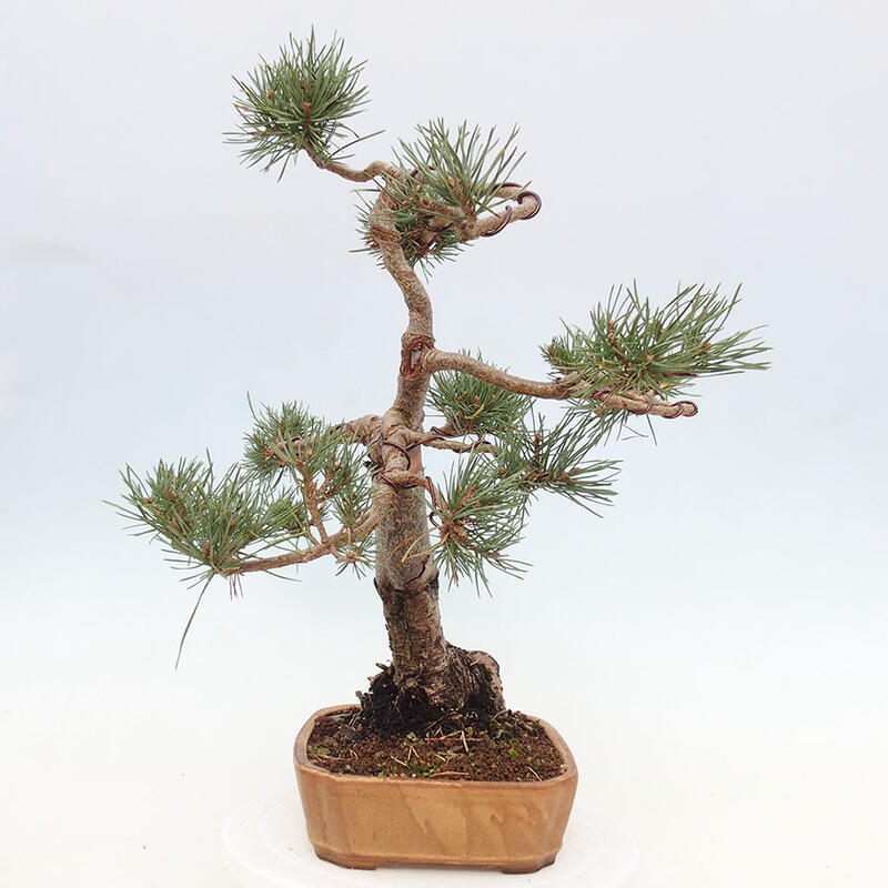 Outdoor bonsai - Pinus Sylvestris - sosna zwyczajna