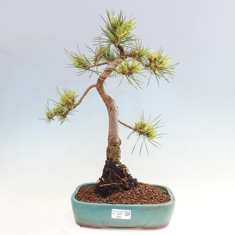 Outdoor bonsai - Pinus Sylvestris - sosna zwyczajna