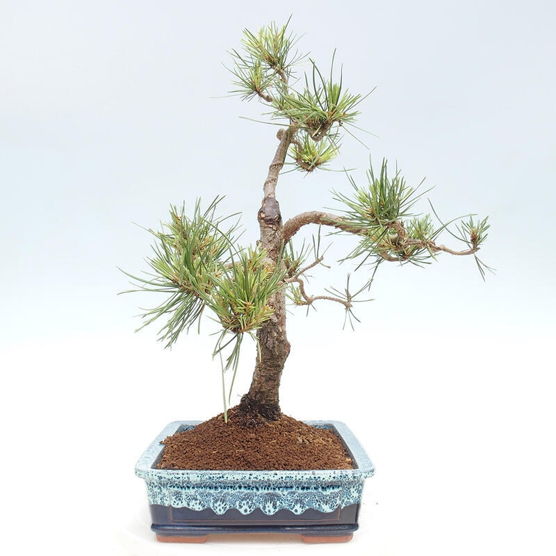 Outdoor bonsai - Pinus Sylvestris - sosna zwyczajna