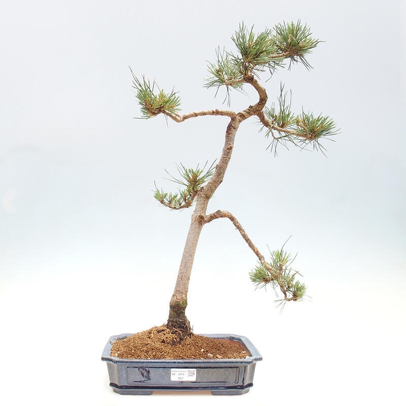 Outdoor bonsai - Pinus Sylvestris - sosna zwyczajna