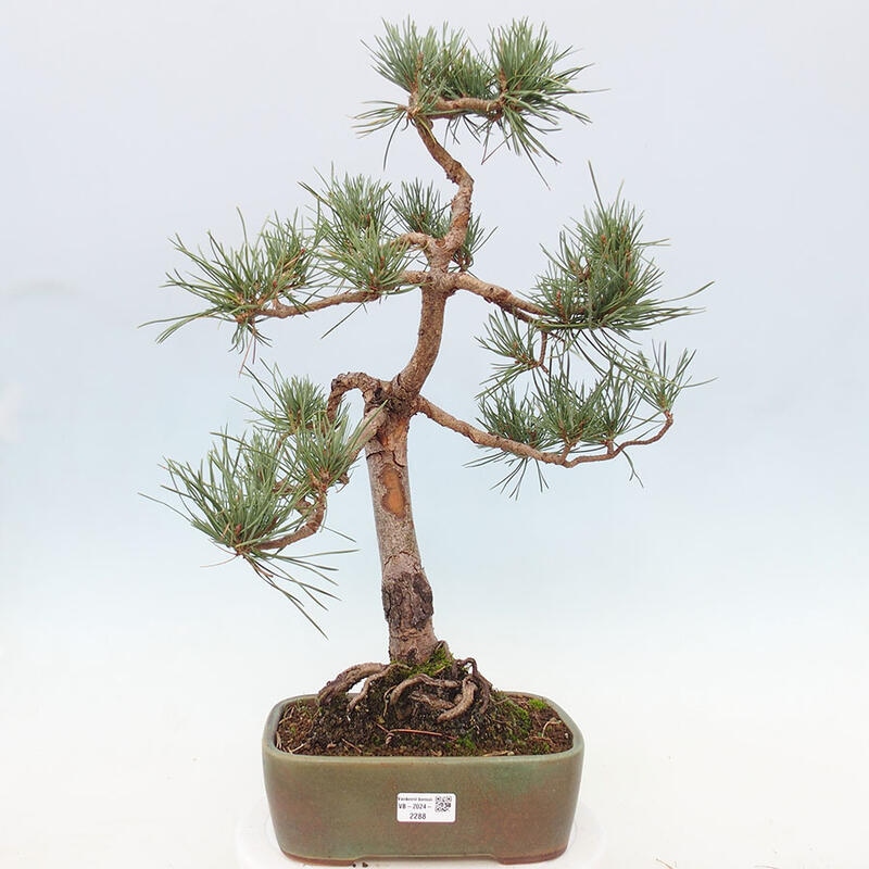 Outdoor bonsai - Pinus Sylvestris - sosna zwyczajna