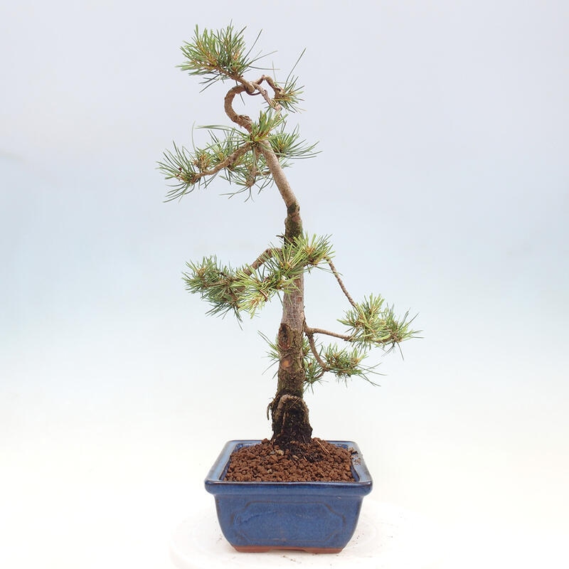 Outdoor bonsai - Pinus Sylvestris - sosna zwyczajna