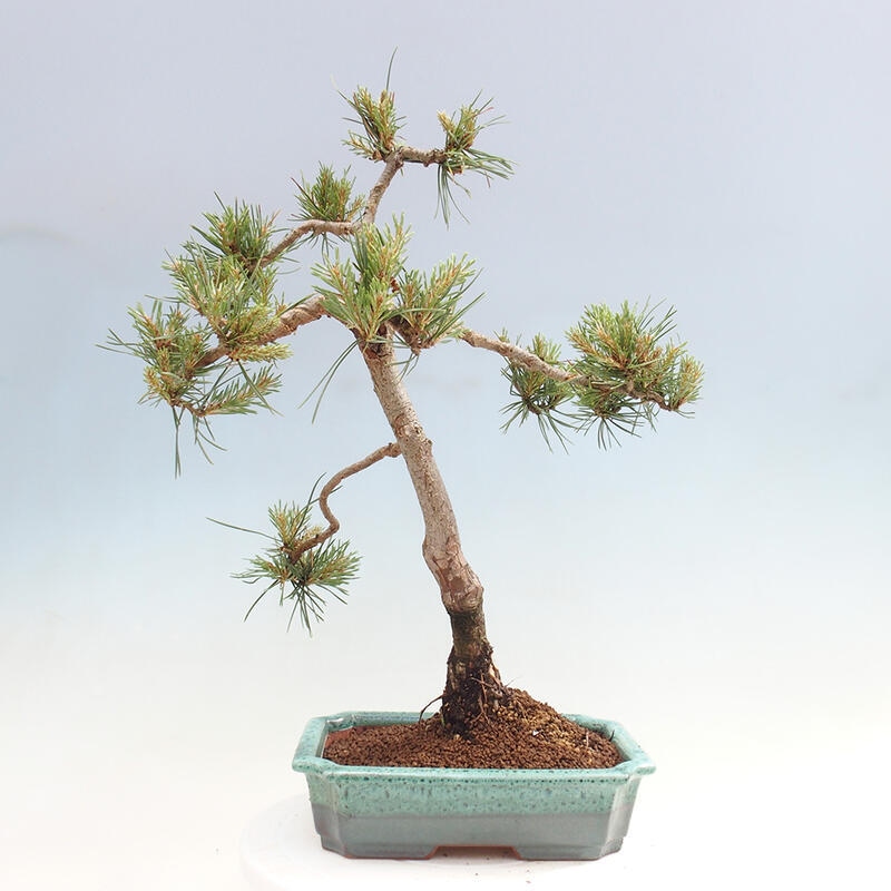 Outdoor bonsai - Pinus Sylvestris - sosna zwyczajna