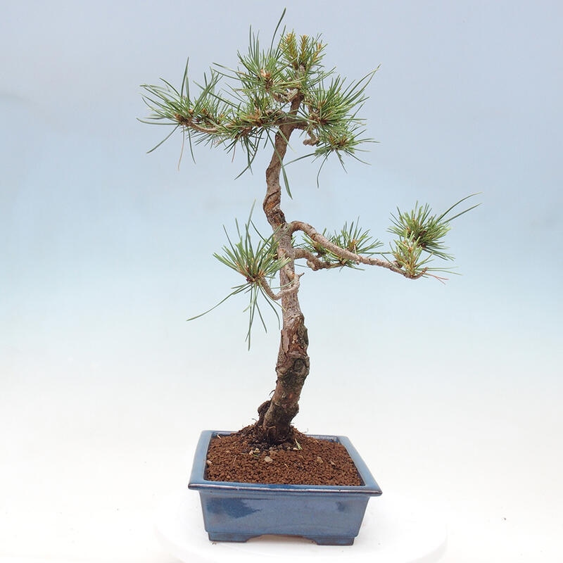 Outdoor bonsai - Pinus Sylvestris - sosna zwyczajna