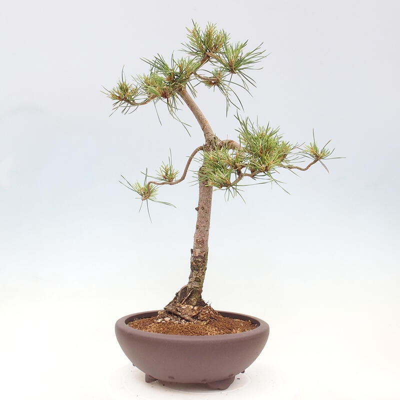 Outdoor bonsai - Pinus Sylvestris - sosna zwyczajna