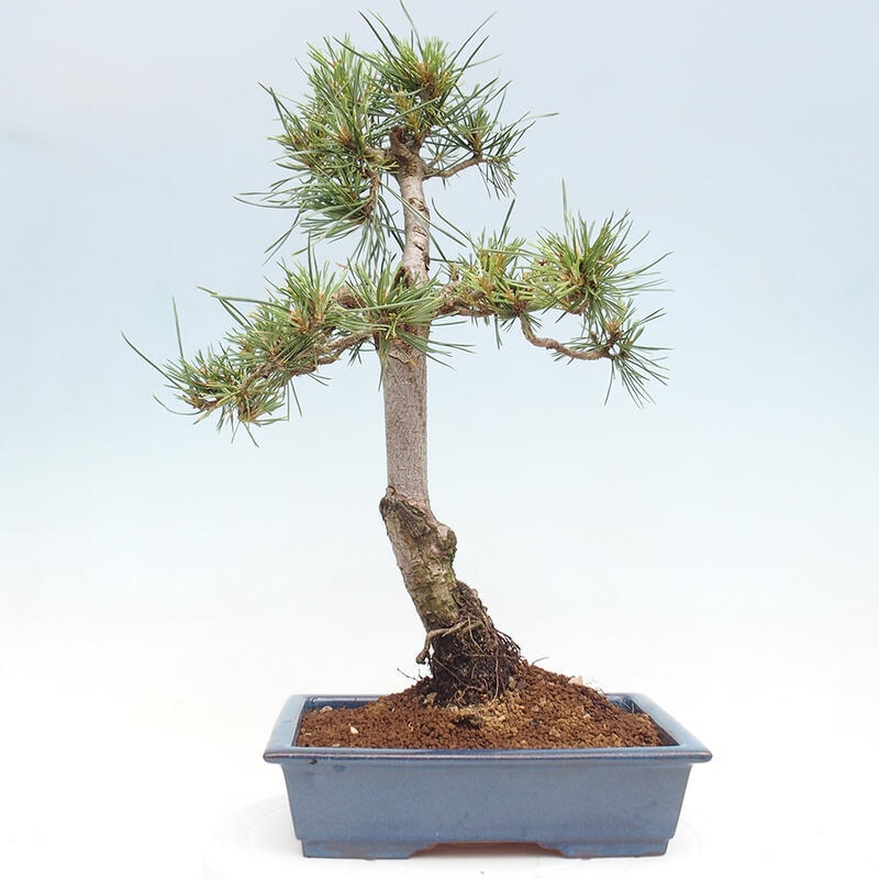 Outdoor bonsai - Pinus Sylvestris - sosna zwyczajna