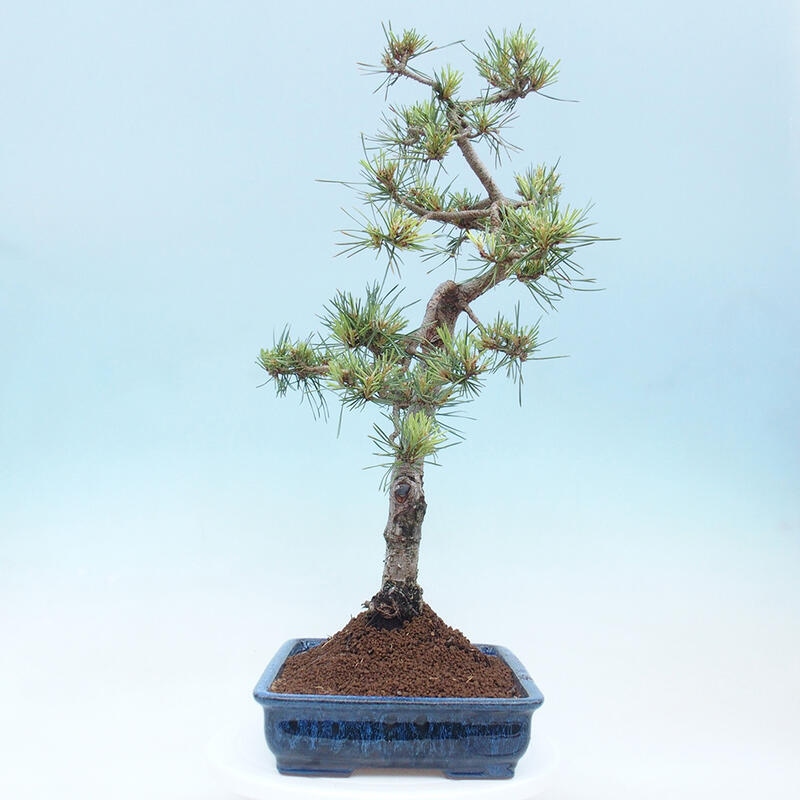 Outdoor bonsai - Pinus Sylvestris - sosna zwyczajna