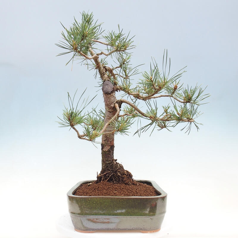 Outdoor bonsai - Pinus Sylvestris - sosna zwyczajna