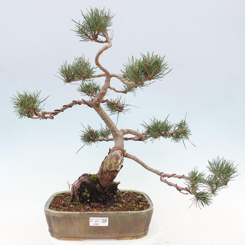 Outdoor bonsai - Pinus Sylvestris - sosna zwyczajna