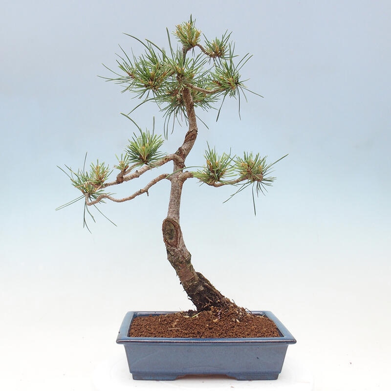 Outdoor bonsai - Pinus Sylvestris - sosna zwyczajna