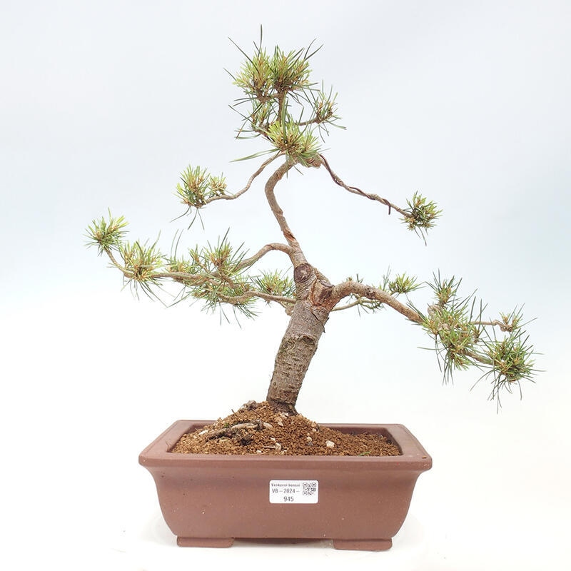 Outdoor bonsai - Pinus Sylvestris - sosna zwyczajna