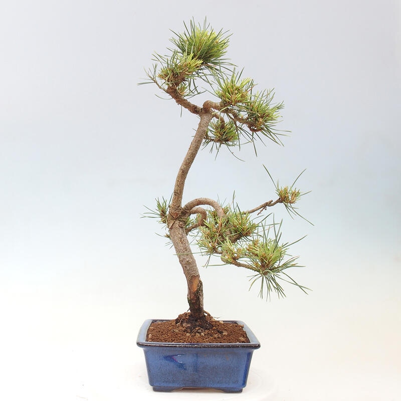 Outdoor bonsai - Pinus Sylvestris - sosna zwyczajna