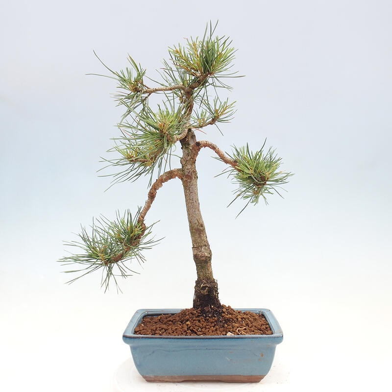 Outdoor bonsai - Pinus Sylvestris - sosna zwyczajna