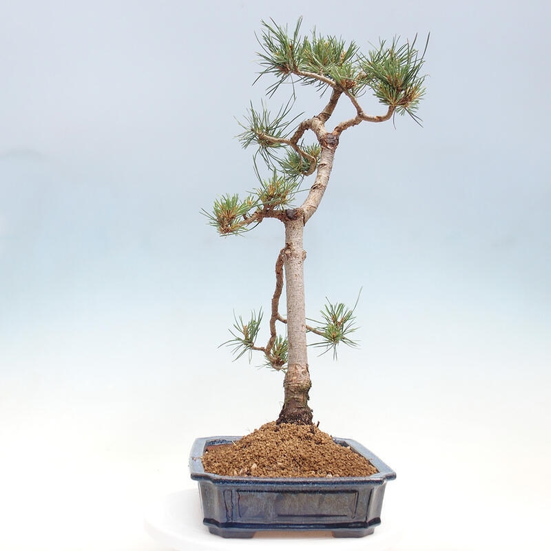 Outdoor bonsai - Pinus Sylvestris - sosna zwyczajna