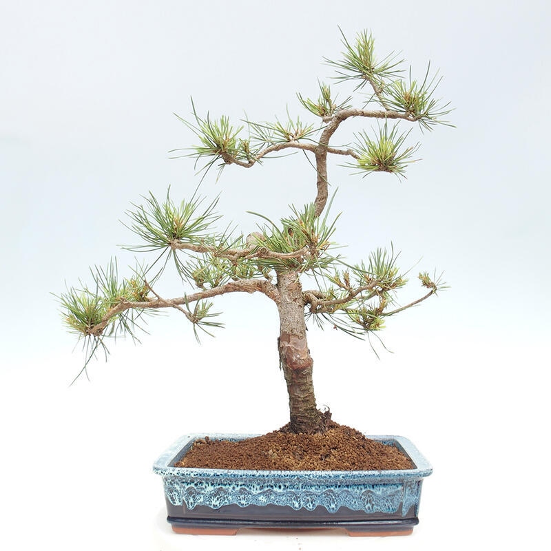 Outdoor bonsai - Pinus Sylvestris - sosna zwyczajna