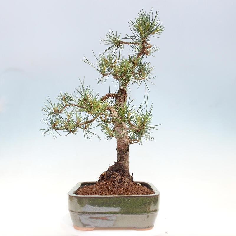 Outdoor bonsai - Pinus Sylvestris - sosna zwyczajna