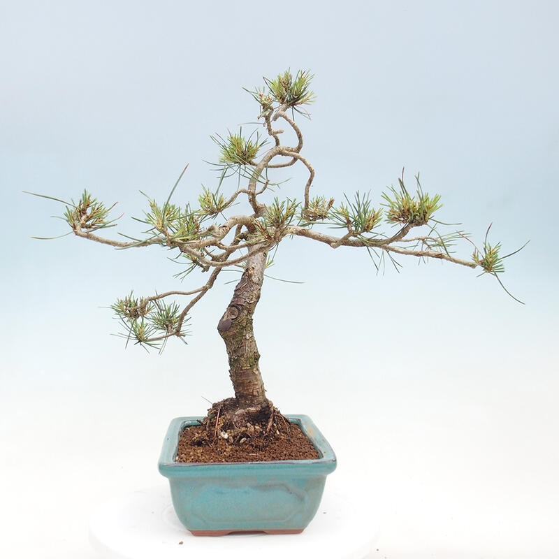 Outdoor bonsai - Pinus Sylvestris - sosna zwyczajna