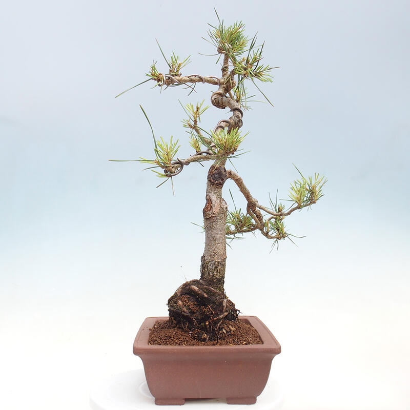 Outdoor bonsai - Pinus Sylvestris - sosna zwyczajna