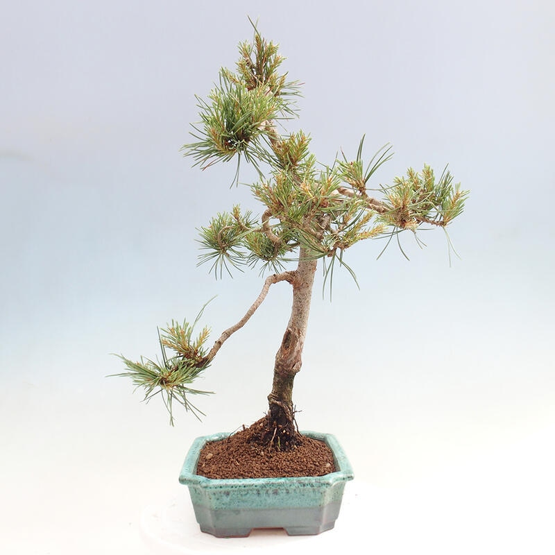 Outdoor bonsai - Pinus Sylvestris - sosna zwyczajna