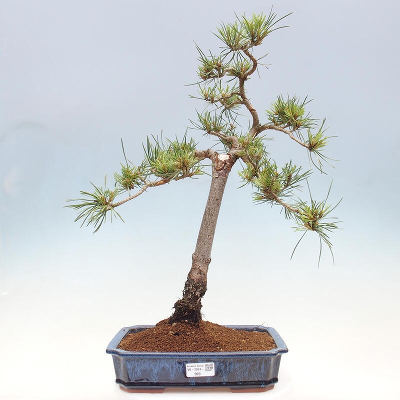 Outdoor bonsai - Pinus Sylvestris - sosna zwyczajna