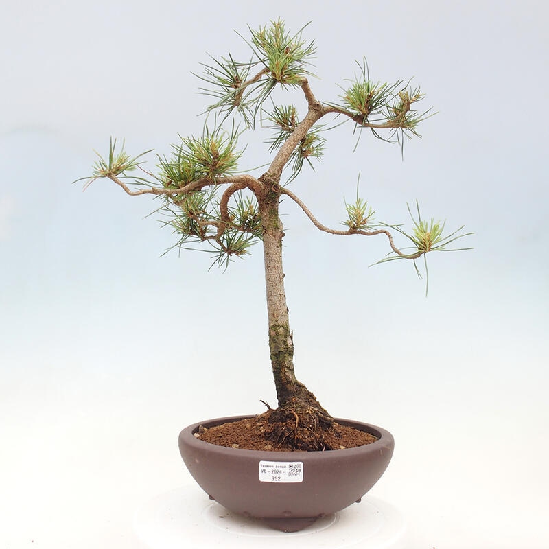 Outdoor bonsai - Pinus Sylvestris - sosna zwyczajna