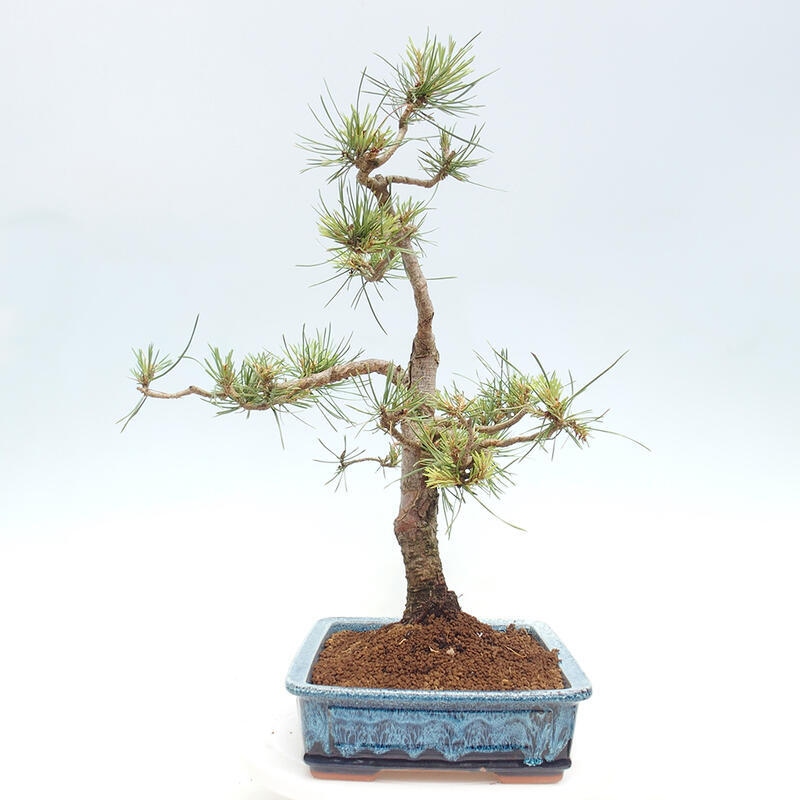 Outdoor bonsai - Pinus Sylvestris - sosna zwyczajna