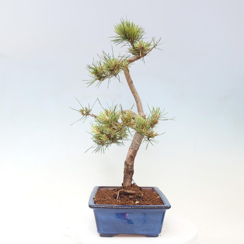 Outdoor bonsai - Pinus Sylvestris - sosna zwyczajna