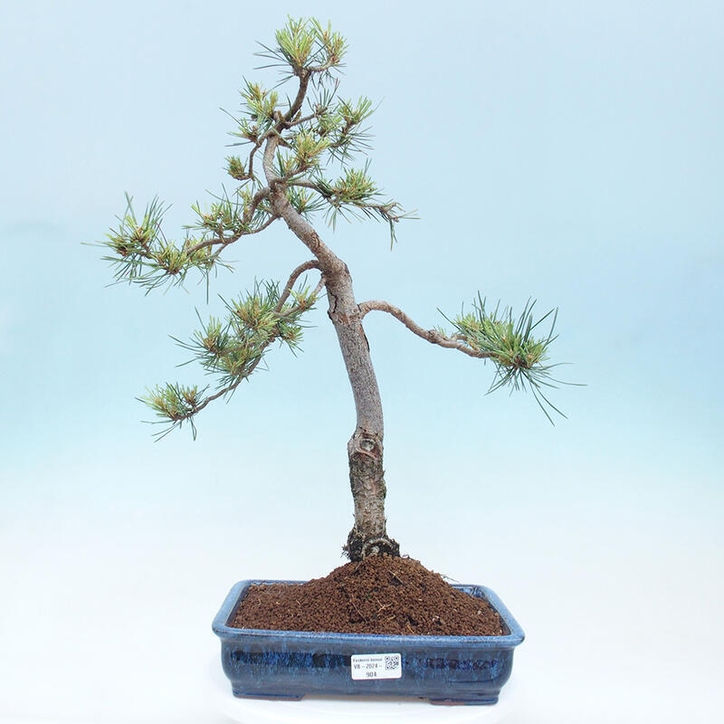 Outdoor bonsai - Pinus Sylvestris - sosna zwyczajna