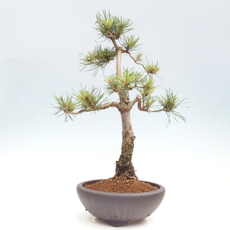 Outdoor bonsai - Pinus Sylvestris - sosna zwyczajna