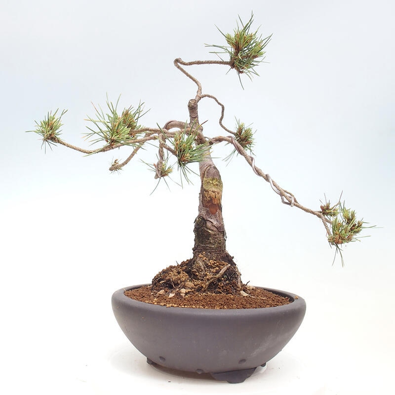 Outdoor bonsai - Pinus Sylvestris - sosna zwyczajna