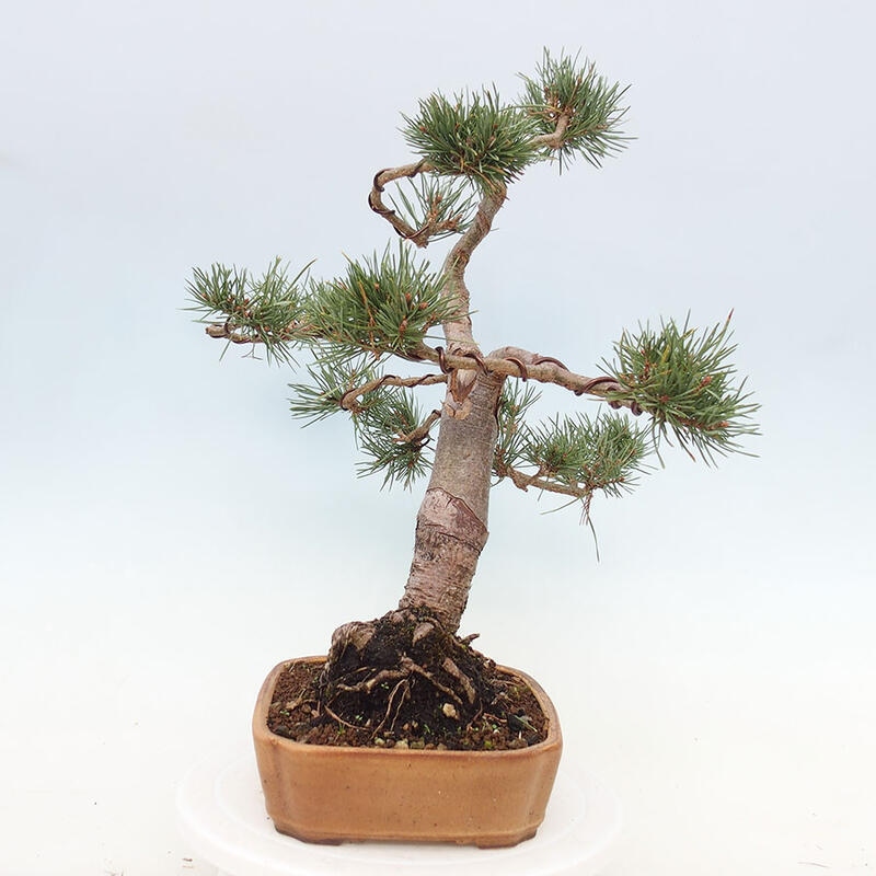 Outdoor bonsai - Pinus Sylvestris - sosna zwyczajna