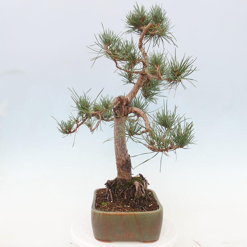 Outdoor bonsai - Pinus Sylvestris - sosna zwyczajna