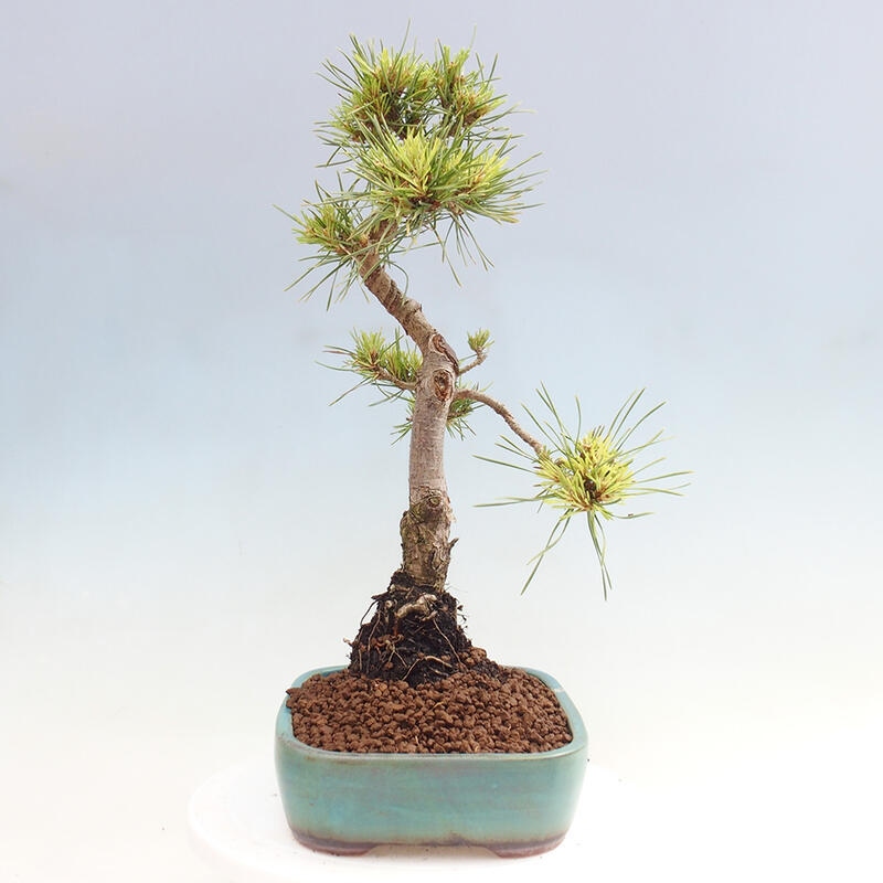 Outdoor bonsai - Pinus Sylvestris - sosna zwyczajna