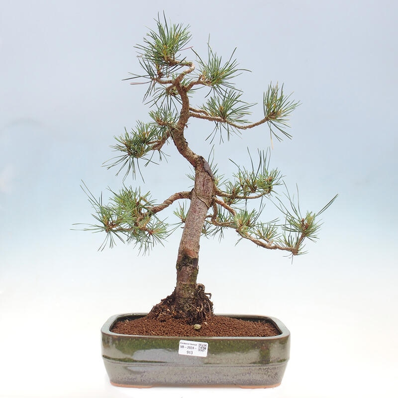 Outdoor bonsai - Pinus Sylvestris - sosna zwyczajna