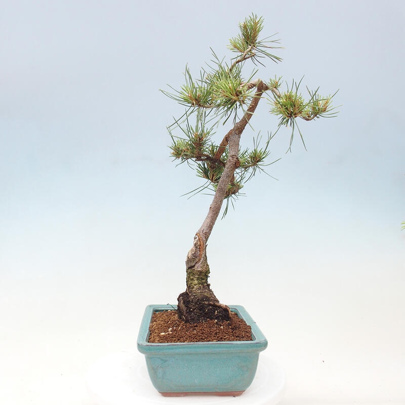 Outdoor bonsai - Pinus Sylvestris - sosna zwyczajna