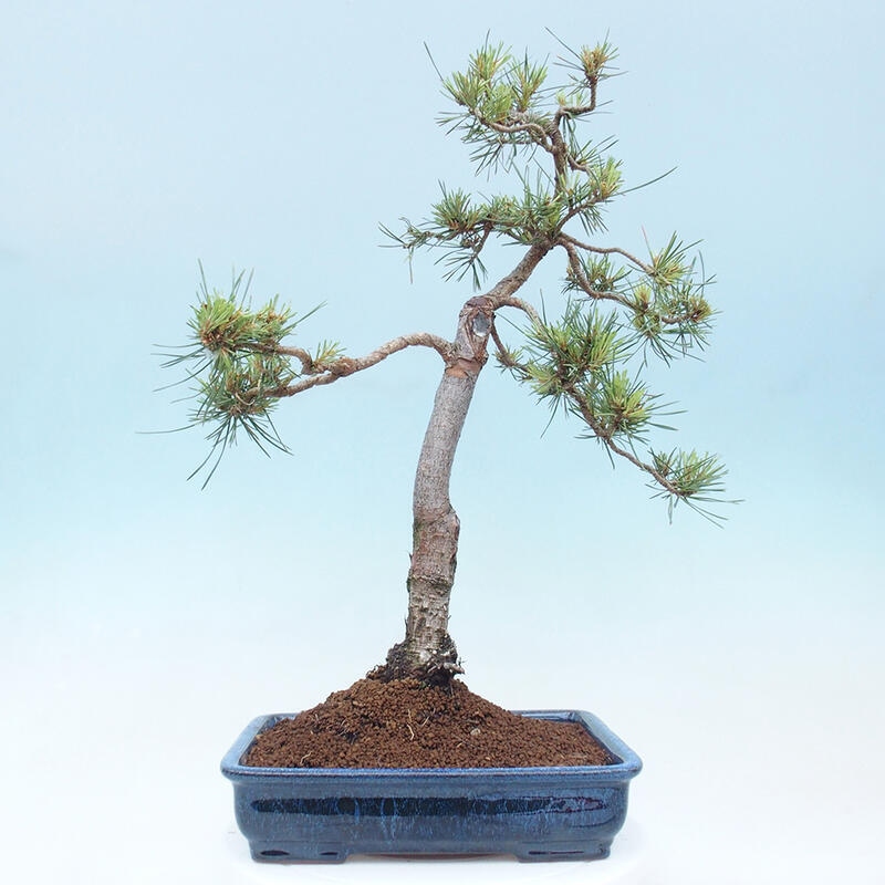 Outdoor bonsai - Pinus Sylvestris - sosna zwyczajna