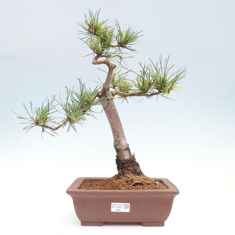 Outdoor bonsai - Pinus Sylvestris - sosna zwyczajna