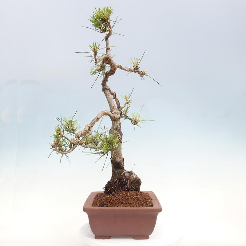 Outdoor bonsai - Pinus Sylvestris - sosna zwyczajna