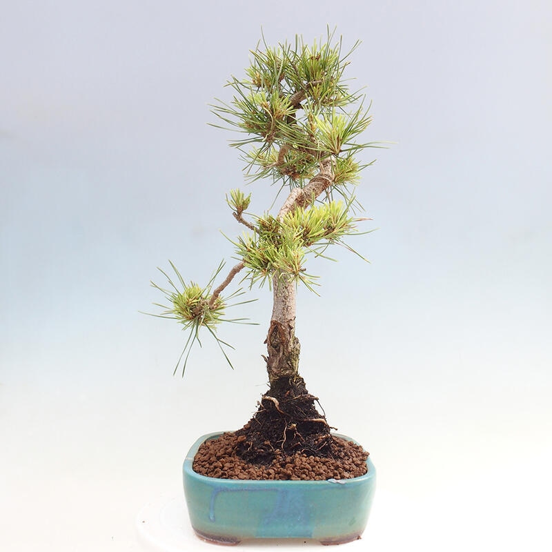 Outdoor bonsai - Pinus Sylvestris - sosna zwyczajna