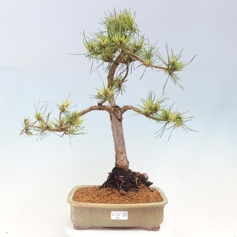 Bonsai zewnętrzne - Pinus Sylvestris Watererri - Sosna leśna