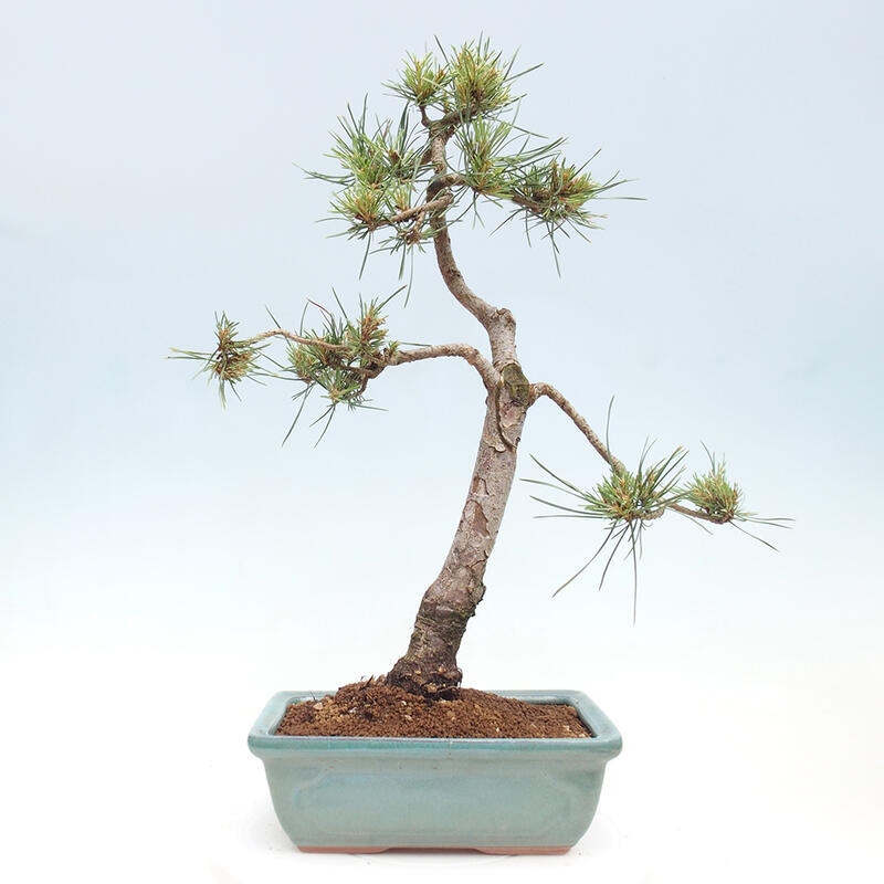 Outdoor bonsai - Pinus Sylvestris - sosna zwyczajna