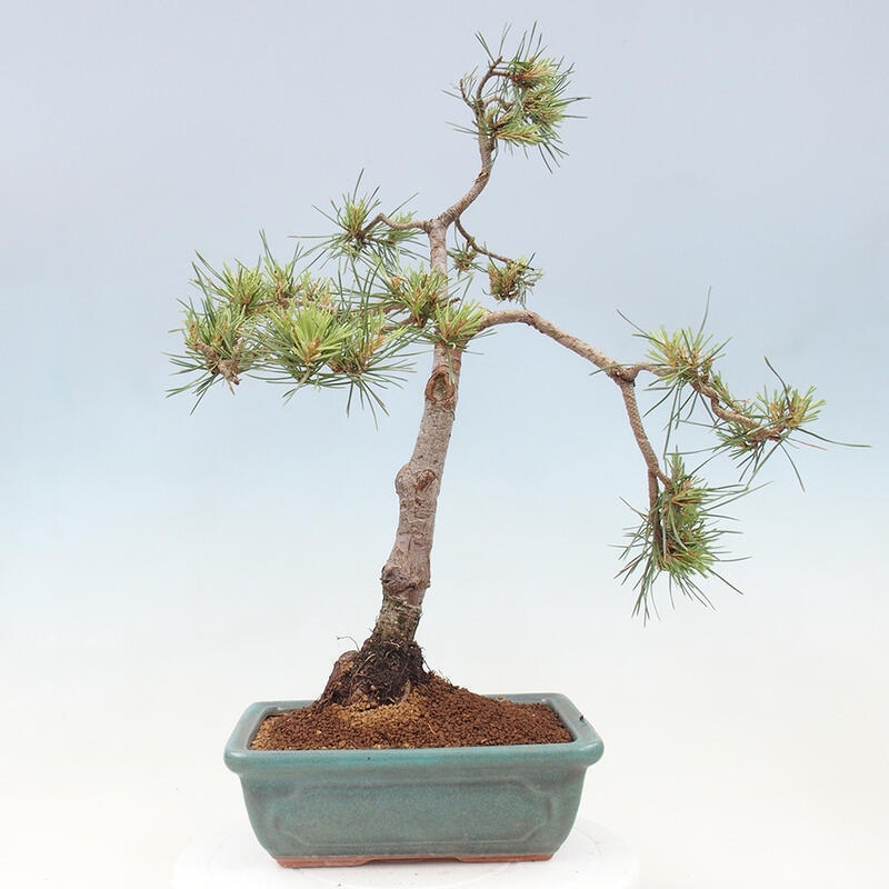 Outdoor bonsai - Pinus Sylvestris - sosna zwyczajna