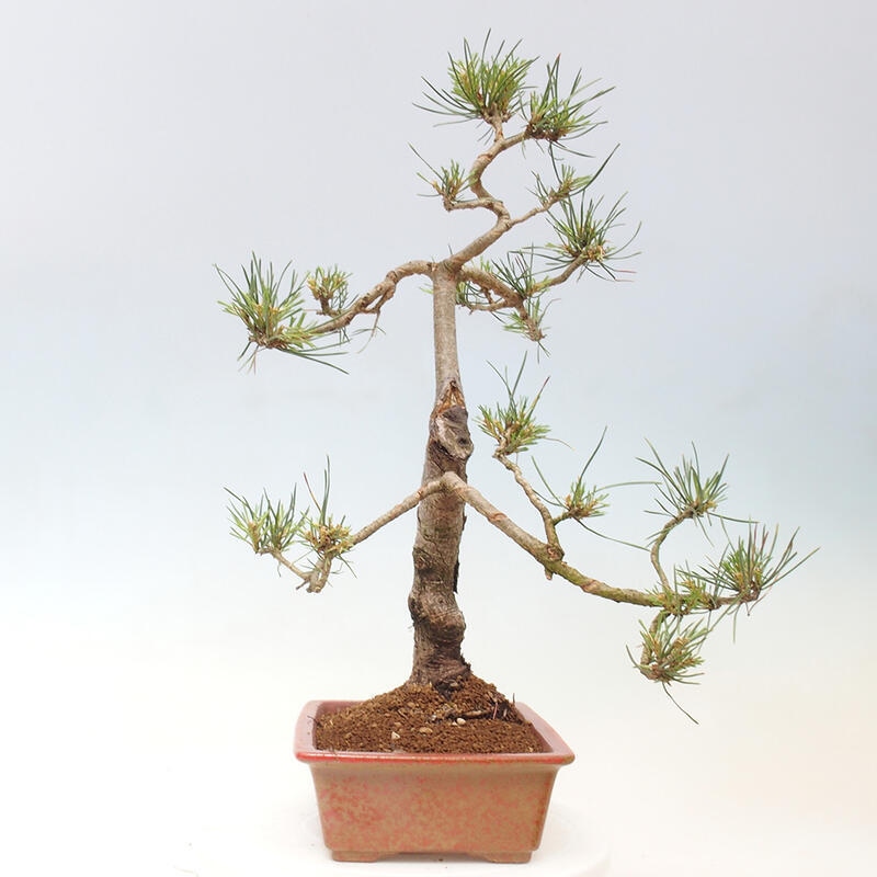 Outdoor bonsai - Pinus Sylvestris - sosna zwyczajna