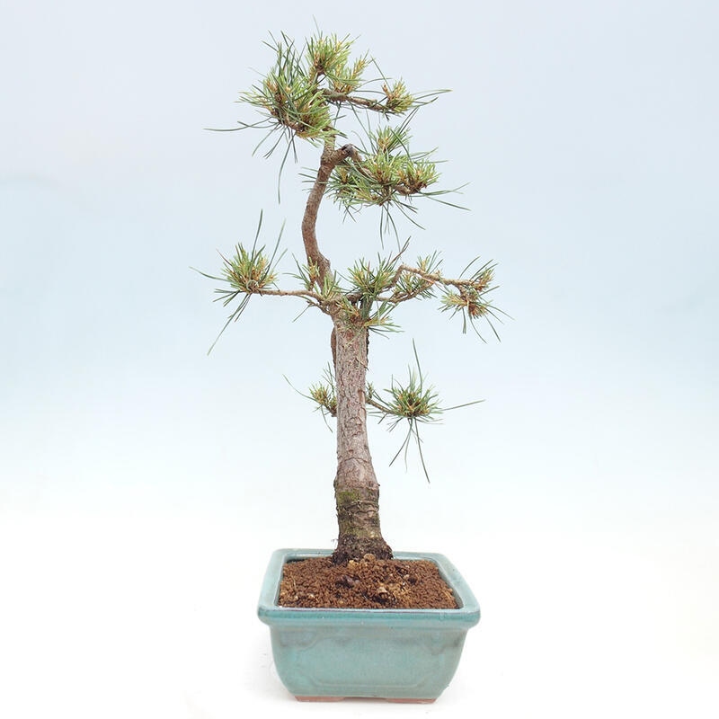 Outdoor bonsai - Pinus Sylvestris - sosna zwyczajna