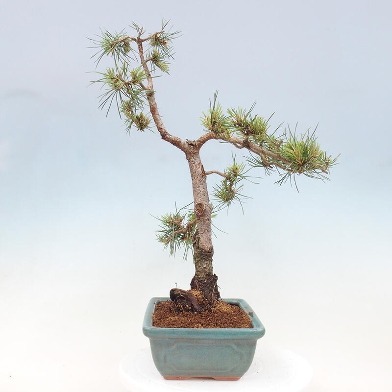 Outdoor bonsai - Pinus Sylvestris - sosna zwyczajna