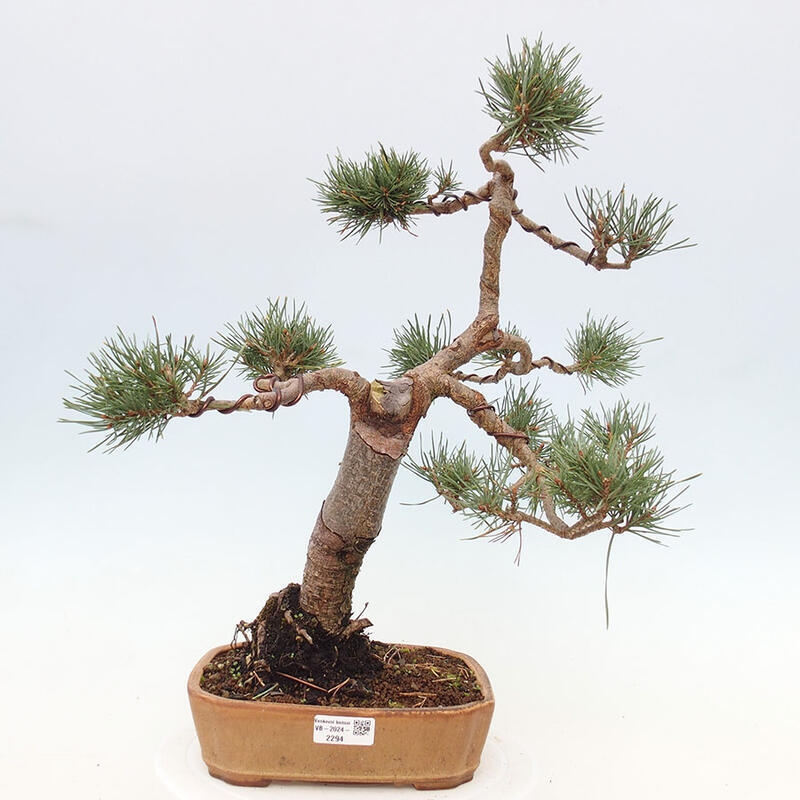 Outdoor bonsai - Pinus Sylvestris - sosna zwyczajna